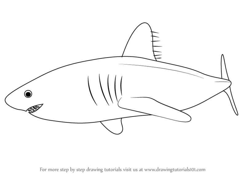 800x566 learn how to draw a salmon shark - Salmon Drawing