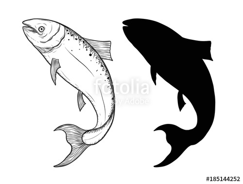 500x380 salmon fish art highly detailed in line art style fish vector - Salmon Drawing
