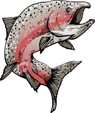321x380 salmon in spawning colors swimming or jumping spot colors plus - Salmon Drawing