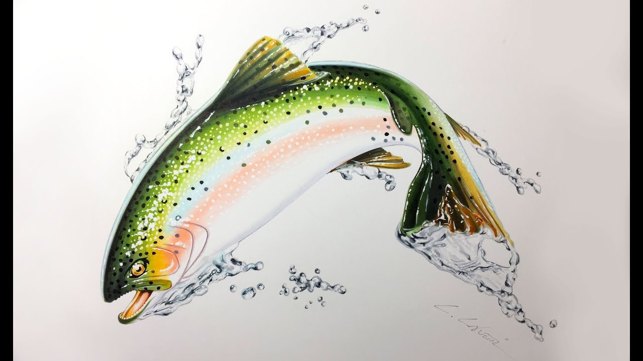 1280x720 time lapse photo realistic drawing of a salmon fish jumping - Salmon Drawing