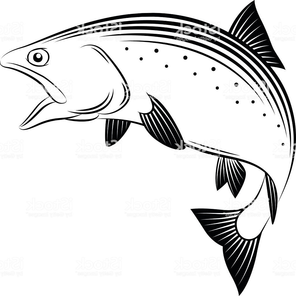 Salmon Drawing at Explore collection of Salmon Drawing