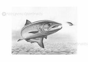 300x212 Fresh Run Salmon On The Fly Game Fishing Drawing Art - Salmon Drawing Image