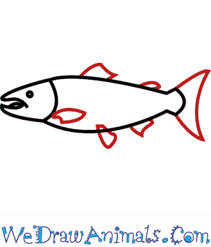 300x350 How To Draw An Atlantic Salmon - Salmon Drawing Image