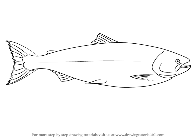 800x566 Learn How To Draw A Salmon - Salmon Drawing Image