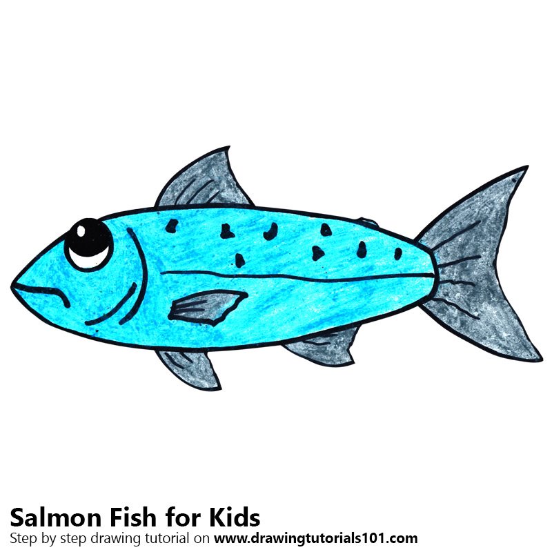 800x800 Learn How To Draw A Salmon Fish For Kids - Salmon Drawing Image