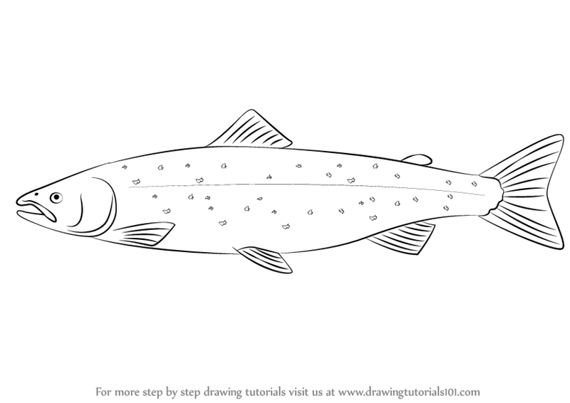 800x566 Learn How To Draw An Atlantic Salmon - Salmon Drawing Image