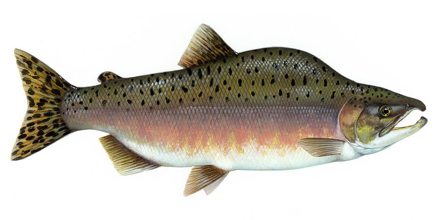 900x450 Salmon Artwork Drawing - Salmon Drawing Image