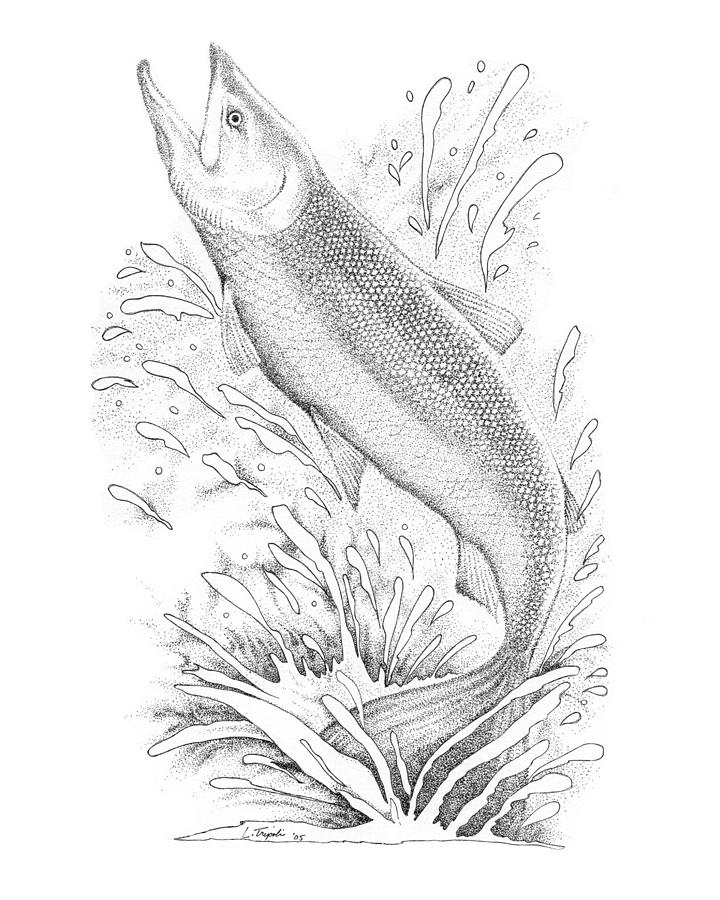 720x900 Salmon Drawing - Salmon Drawing Image