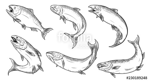 500x271 salmon art highly detailed in line art style fish vector - Salmon Drawing Image