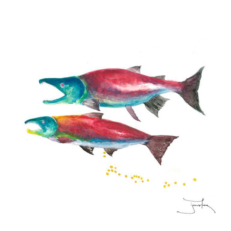 770x770 The Fascinating Life Cycle Of Salmon Drawing - Salmon Drawing Image
