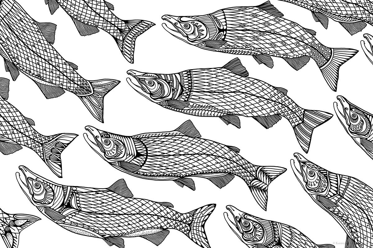 1200x800 Salmon Drawing Sockeye Salmon For Free Download - Salmon Drawing Image