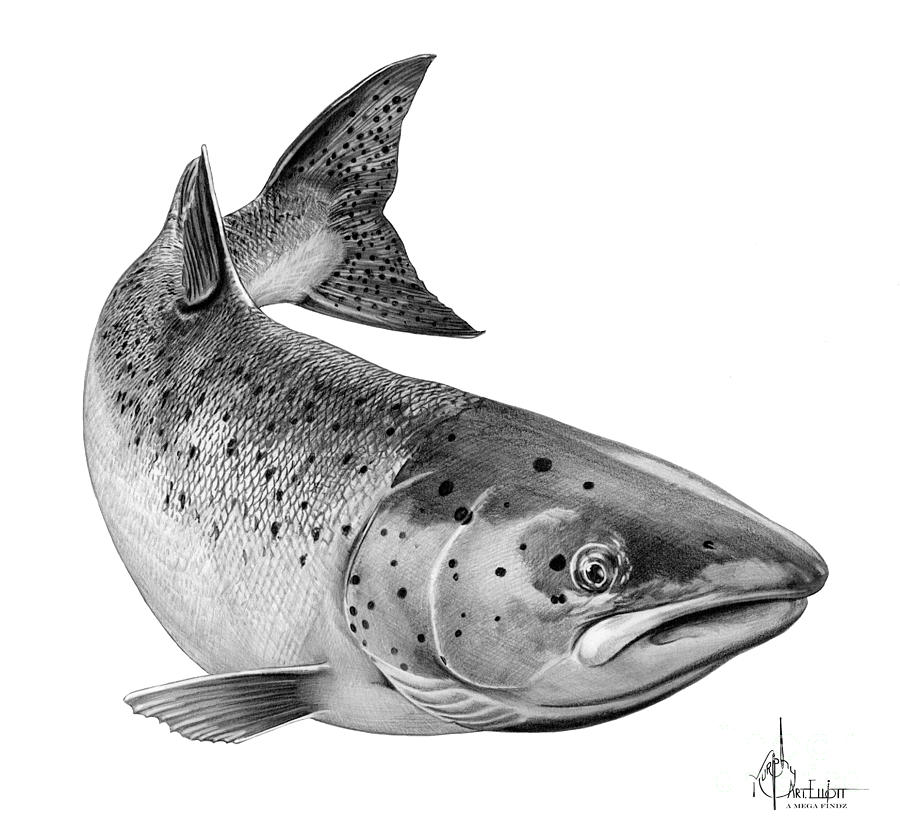 Salmon Drawing Image at Explore collection of