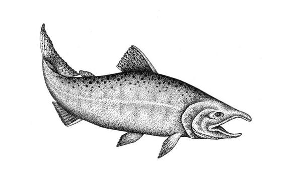 570x368 Chinook Salmon Orignal Drawing Etsy - Salmon Drawing Image