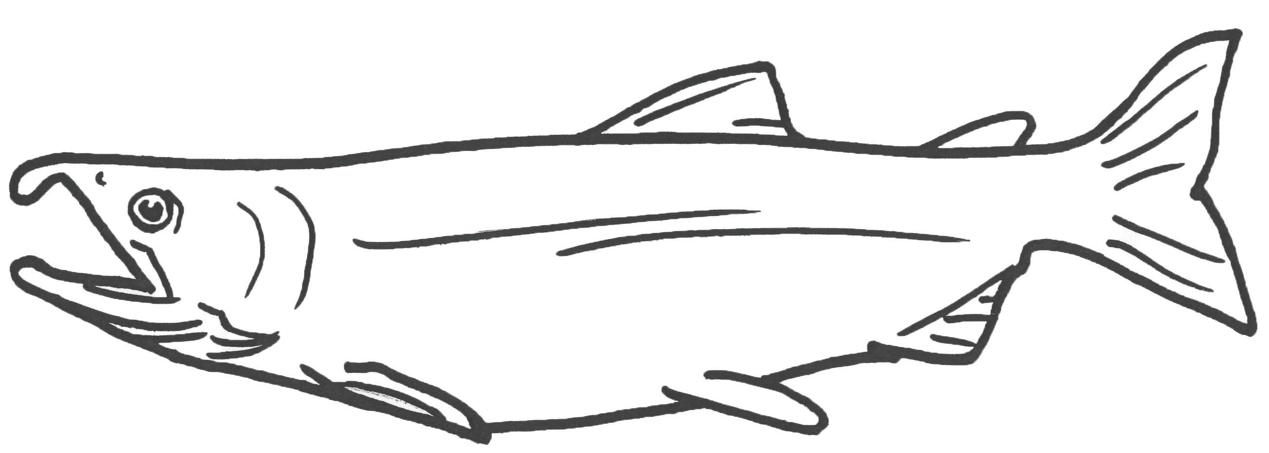 2605x930 do it yourself salmon hat tutorial - Salmon Fish Drawing