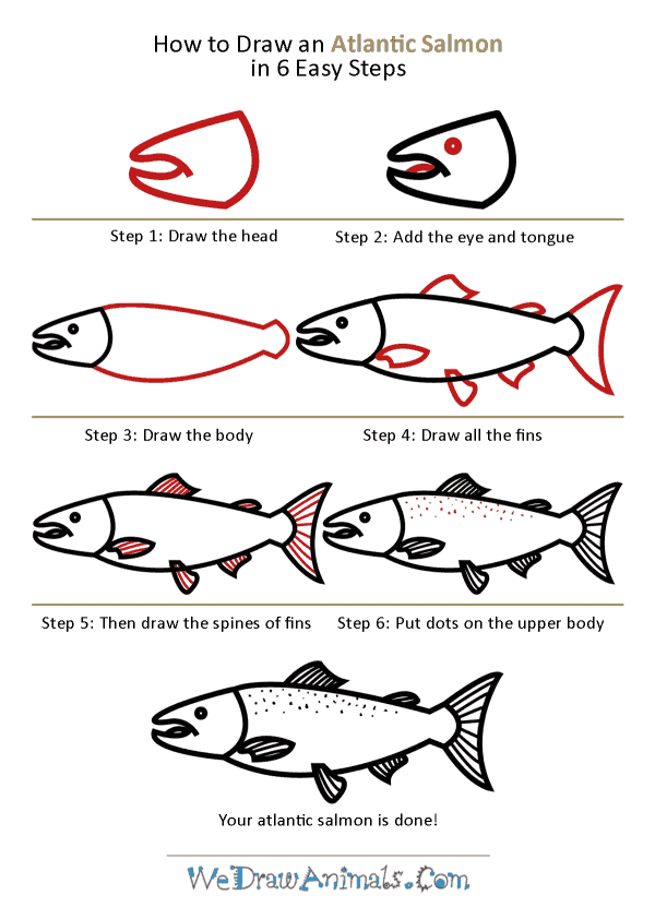 600x842 How To Draw An Atlantic Salmon - Salmon Fish Drawing