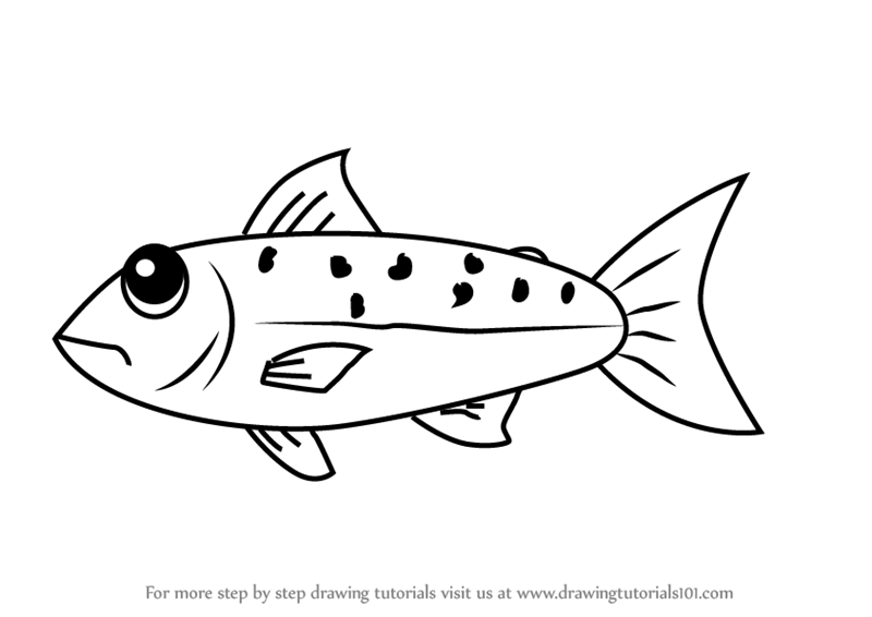 800x566 Learn How To Draw A Salmon Fish For Kids - Salmon Fish Drawing