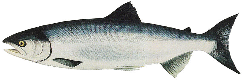 800x264 researcher shows fishing has reduced salmon size in alaska - Salmon Fish Drawing