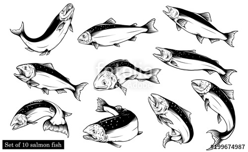 500x307 salmon art highly detailed in line art style fish vector - Salmon Fish Drawing