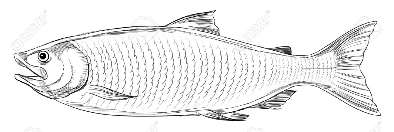 1300x435 Salmon Drawing Free Download - Salmon Fish Drawing