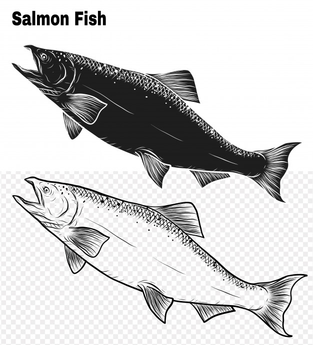 626x691 Salmon Fish Vector - Salmon Fish Drawing