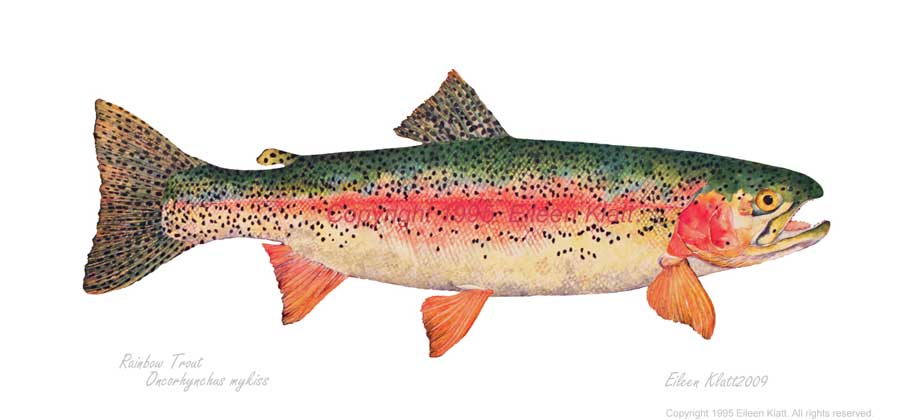 900x420 the art of eileen klatt new fish, old favorites - Salmon Fish Drawing