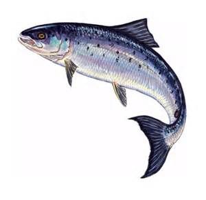 300x290 leaping salmon drawings - Salmon Fish Drawing