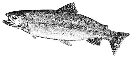 450x197 chinook salmon photo gallery, alaska department of fish and game - Salmon Fish Drawing