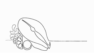 320x180 continuous line drawing of salmon steak motion background - Salmon Line Drawing