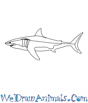 300x350 how to draw a salmon shark - Salmon Line Drawing