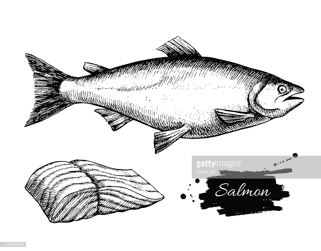 1024x801 huge collection of 'salmon drawing' download more than images - Salmon Line Drawing