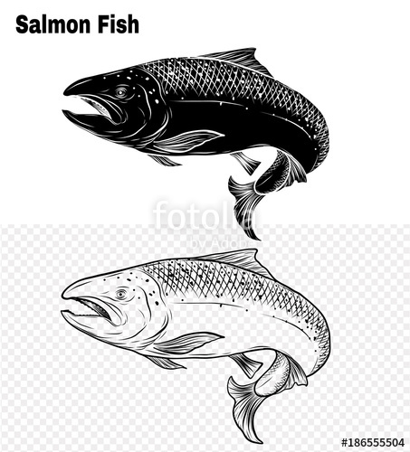 453x500 salmon art highly detailed in line art style fish vector - Salmon Line Drawing