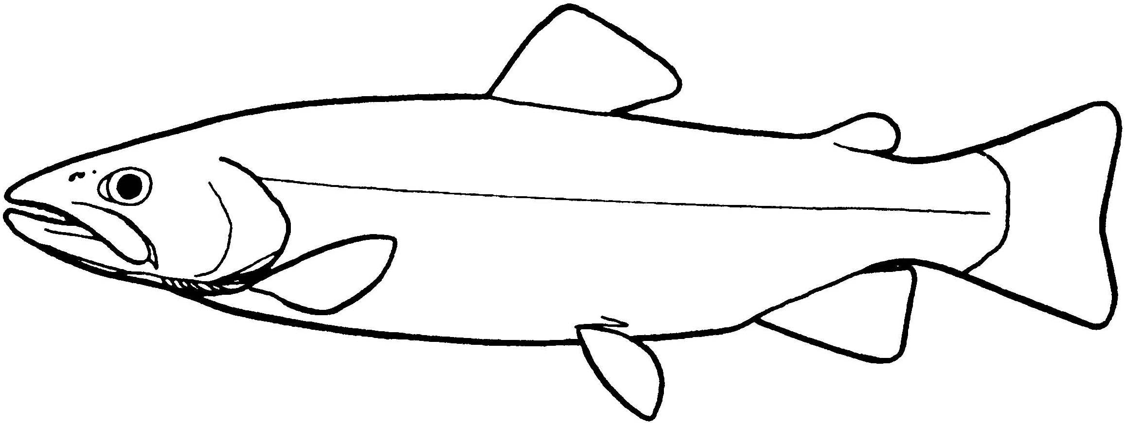 2313x871 salmon drawing free download - Salmon Line Drawing