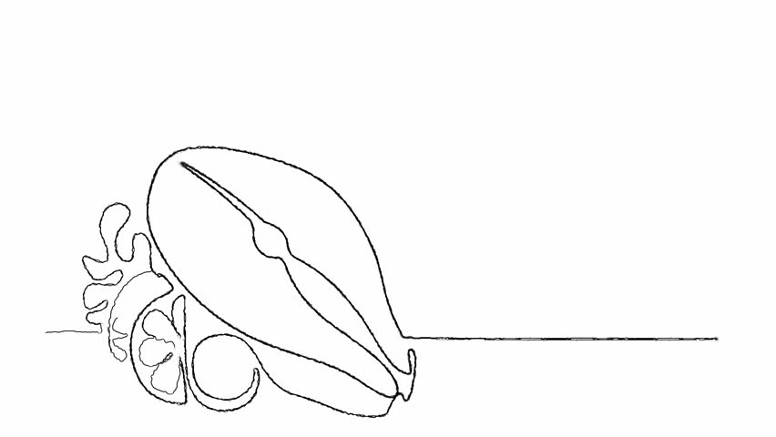 852x480 Drawing Animation Of Continuous One Line Drawing - Salmon Line Drawing