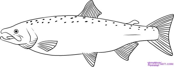 599x231 chinook salmon line drawing kfa contest activity art - Salmon Line Drawing