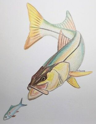 Saltwater Fish Drawing at PaintingValley.com | Explore collection of