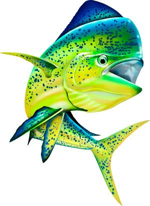 300x412 saltwater sport fish illustrations - Saltwater Fish Drawing