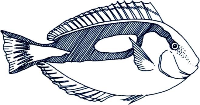 658x347 saltwater fish clip art blue tang fish drawing images pictures - Saltwater Fish Drawing