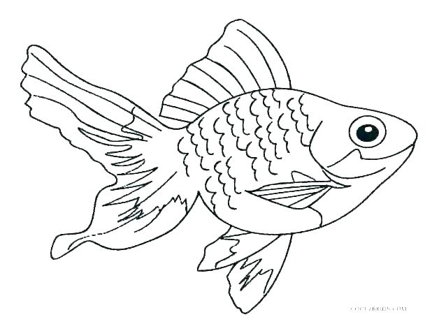 Saltwater Fish Drawing At Paintingvalley.com 