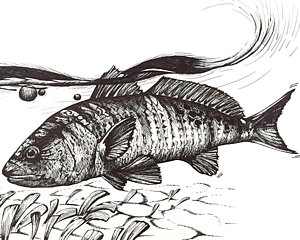 Saltwater Fish Drawing at PaintingValley.com | Explore collection of