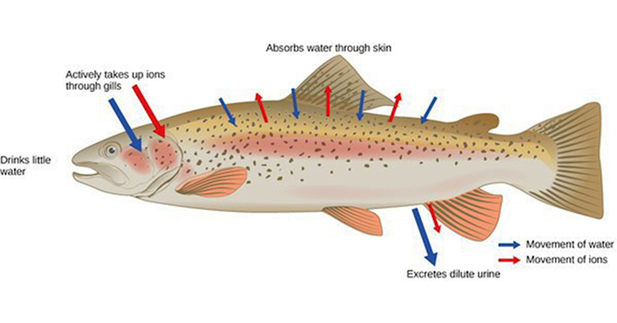 1200x630 saltwater fish vs freshwater fish s e a aquarium - Saltwater Fish Drawing