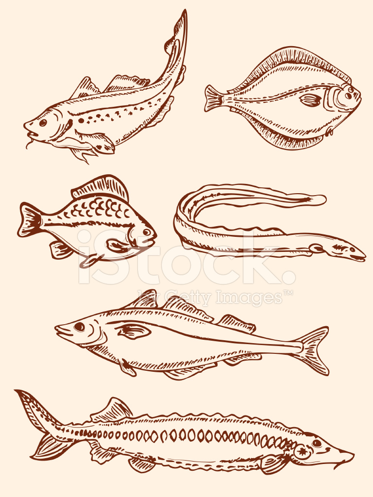 768x1024 Set Of Vintage Saltwater Fish Stock Vector - Saltwater Fish Drawing