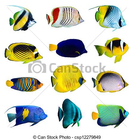 450x470 Tropical Fish Drawing - Saltwater Fish Drawing