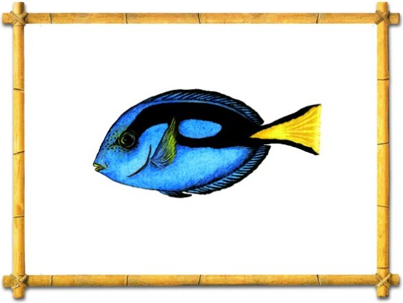 585x441 Drawn Creations - Saltwater Fish Drawing