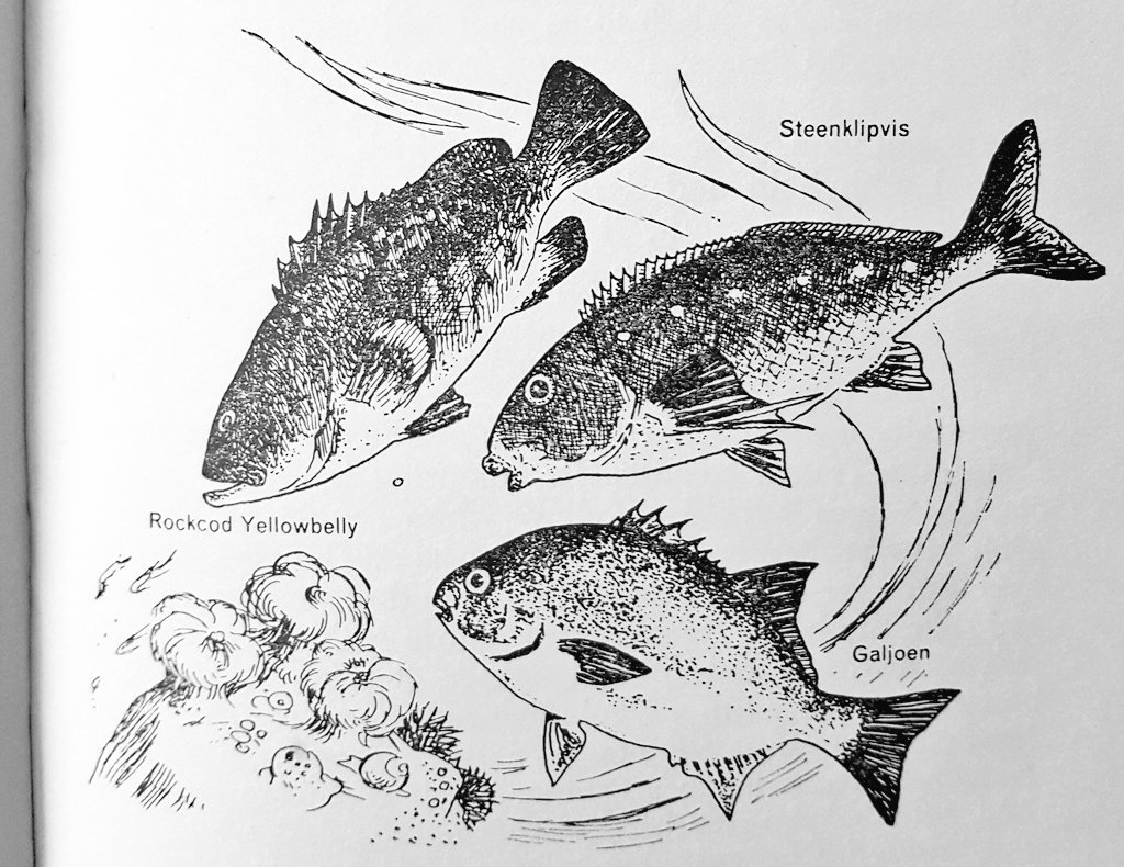 1024x790 Drawn Fishing Saltwater Fish - Saltwater Fish Drawing