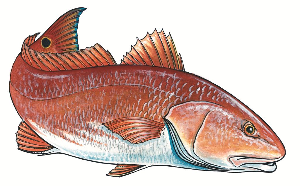 1024x635 Drawn Fishing Saltwater Fish - Saltwater Fish Drawing