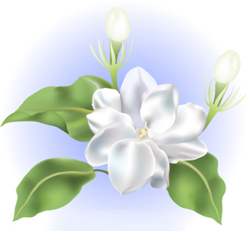360x336 Flower Clip Art Sampaguita - Sampaguita Drawing