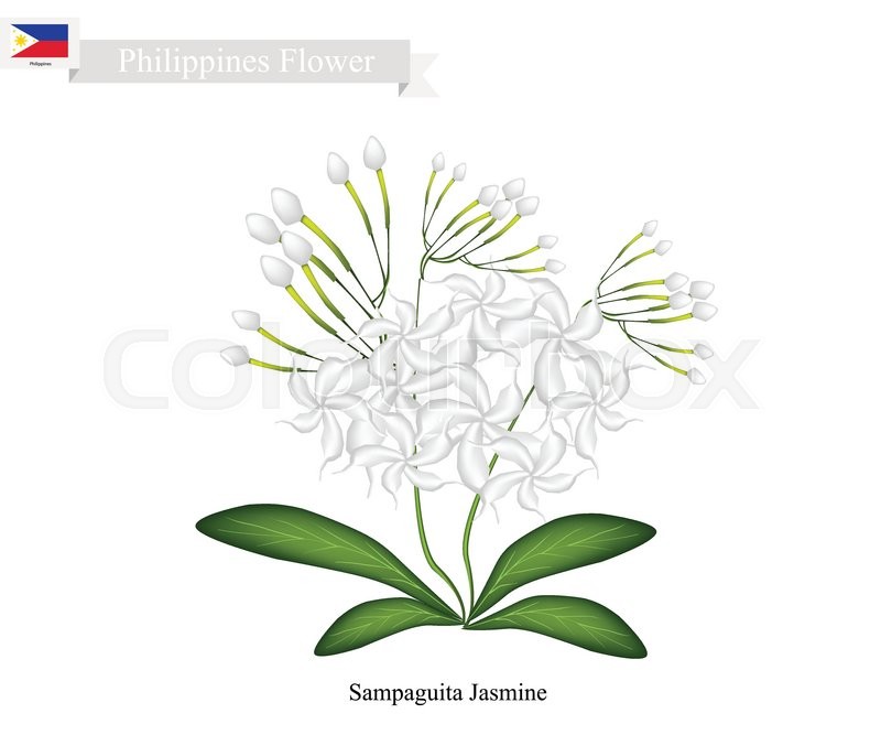 Sampaguita Drawing at PaintingValley.com | Explore collection of