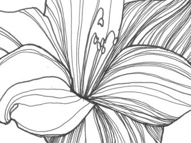 640x480 Sampaguita Drawing - Sampaguita Drawing