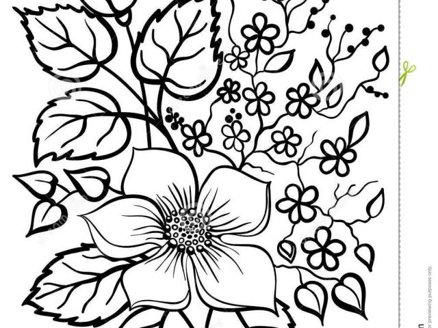 640x480 Sampaguita Drawing - Sampaguita Drawing