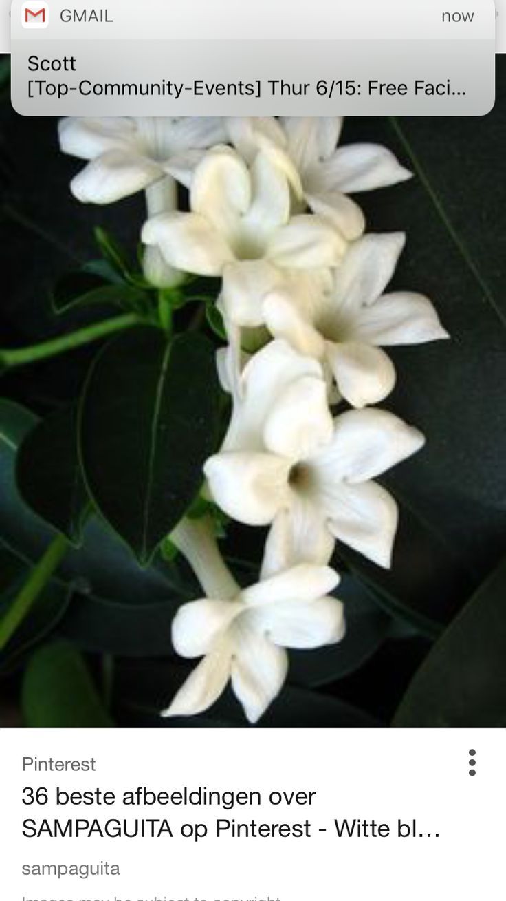 736x1309 Sampaguita Drawing Logo - Sampaguita Drawing